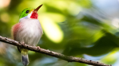 Avistamiento de aves Colombia