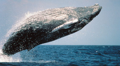 Avistamiento de Ballenas en Colombia