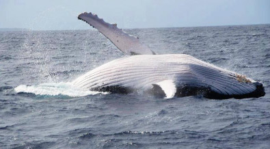 avistamiento de ballenas Pacífico Colombiano