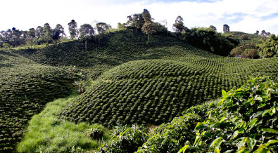 Eje Cafetero