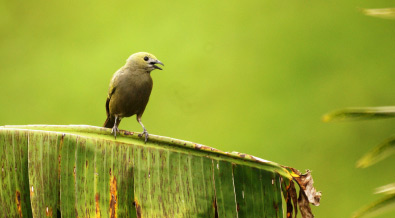 Avistamiento de Aves en Colombia