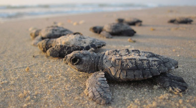 Tortugas en Bahía Solano