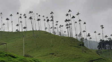 Valle del Cocora Eje Cafetero